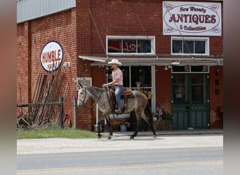 Mule, Gelding, 5 years, 15,1 hh, Gray