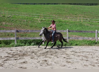 Mule Mix, Gelding, 5 years, 15.1 hh, Grey-Dapple