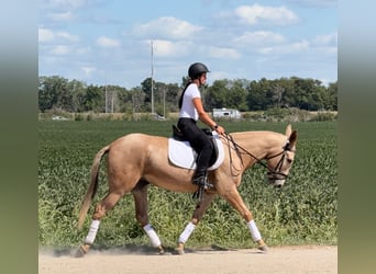 Mule, Gelding, 5 years, 15.2 hh, Palomino Mule, Gelding, 5 years, 15.2 hh, Palomino