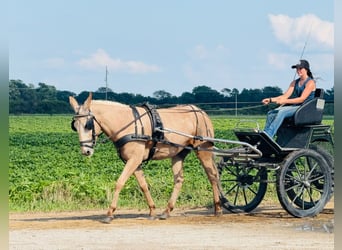 Mule, Gelding, 5 years, 15.2 hh, Palomino Mule, Gelding, 5 years, 15.2 hh, Palomino