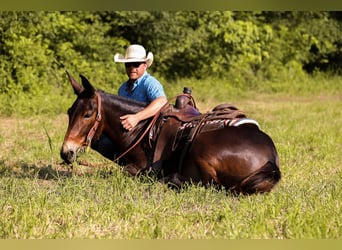 Mule, Gelding, 5 years, 15 hh, Bay