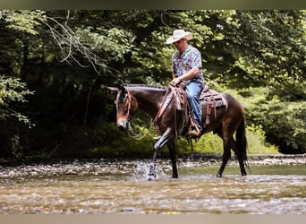 Mule, Gelding, 5 years, 15 hh, Bay