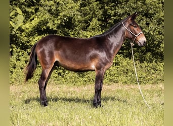 Mule, Gelding, 5 years, 15 hh, Bay