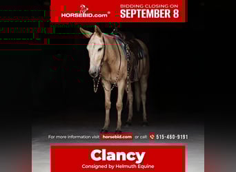 Mule, Gelding, 5 years, 15,2 hh, Palomino