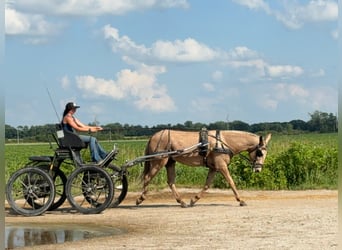 Mule, Gelding, 5 years, 15,2 hh, Palomino