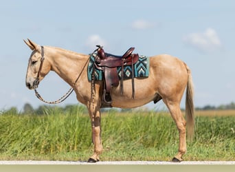 Mule, Gelding, 5 years, 15,2 hh, Palomino