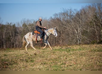 Mule, Gelding, 6 years, 13.3 hh, Pinto