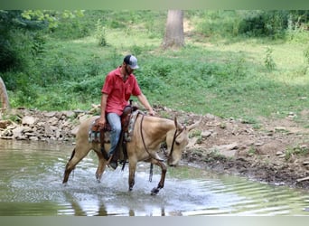 Mule, Gelding, 6 years, 14,2 hh, Champagne