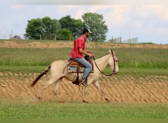 Mule, Gelding, 6 years, 14.2 hh, Champagne