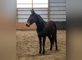 Mule, Gelding, 6 years, 15 hh, Black