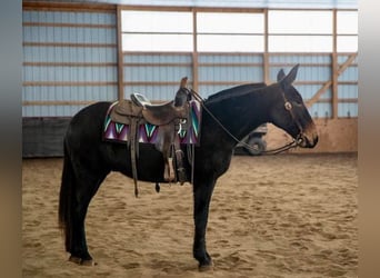 Mule, Gelding, 6 years, 15 hh, Black