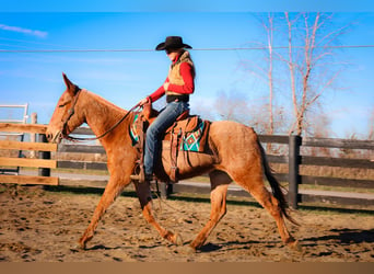 Mule, Gelding, 6 years, Palomino