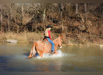 Mule, Gelding, 6 years, Palomino