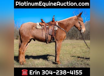 Mule, Gelding, 6 years, Palomino