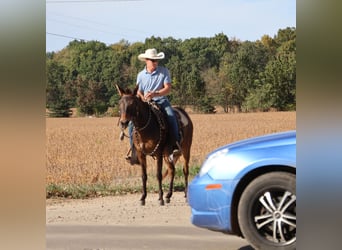 Mule, Gelding, 7 years, 13,3 hh, Bay