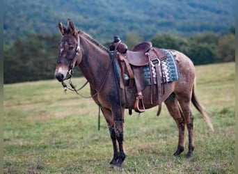 Mule, Gelding, 7 years, 14.1 hh, Dun