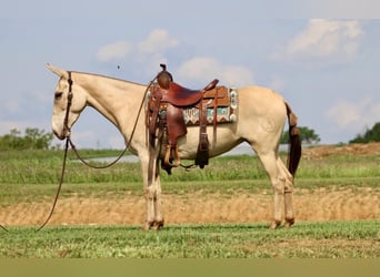 Mule, Gelding, 7 years, 14.2 hh, Champagne