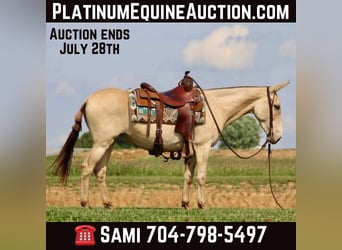 Mule, Gelding, 7 years, 14.2 hh, Champagne