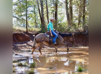 Mule, Gelding, 7 years, 14,2 hh, Dun