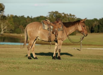 Mule, Gelding, 7 years, 14,2 hh, Dun