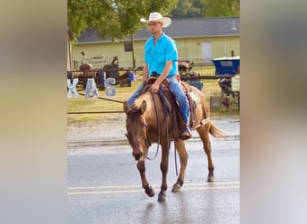 Mule, Gelding, 7 years, 14,2 hh, Dun