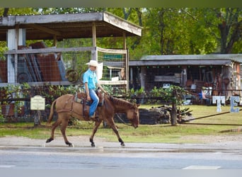 Mule, Gelding, 7 years, 14,2 hh, Dun