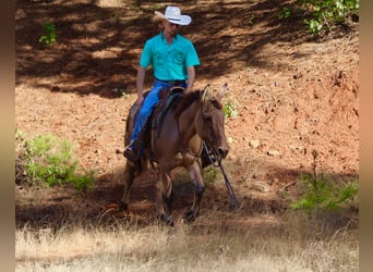 Mule, Gelding, 7 years, 14,2 hh, Dun