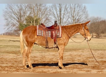 Mule, Gelding, 7 years, 14,3 hh, Palomino