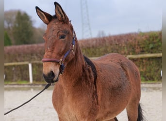 Mule, Gelding, 7 years, 15,1 hh, Brown