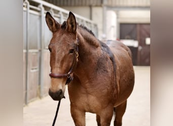 Mule, Gelding, 7 years, 15,1 hh, Brown