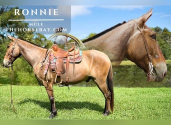 Mule, Gelding, 7 years, 15 hh, Dun