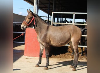 Mule, Gelding, 7 years, 15,1 hh, Brown