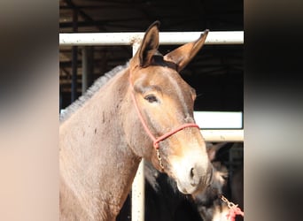 Mule, Gelding, 7 years, 15,1 hh, Brown