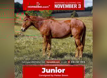 Mule, Gelding, 7 years, 15,2 hh, Sorrel