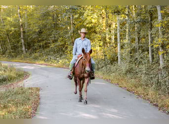Mule, Gelding, 7 years, 15,2 hh, Sorrel