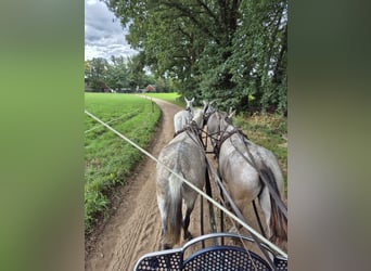 Mule, Gelding, 7 years, 16 hh, Gray-Blue-Tan