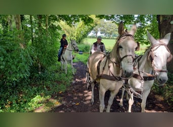 Mule, Gelding, 7 years, 16 hh, Gray-Blue-Tan