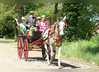 Mule, Gelding, 7 years, 16 hh, Gray-Blue-Tan