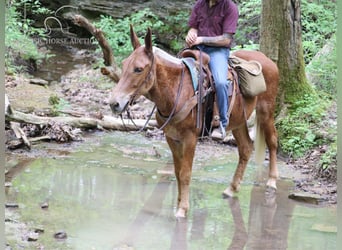 Mule, Gelding, 7 years, 16 hh, Sorrel