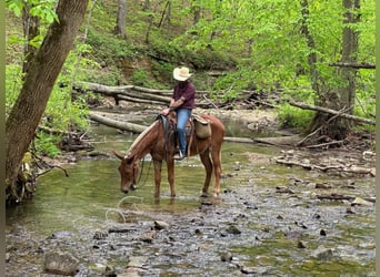 Mule, Gelding, 7 years, 16 hh, Sorrel