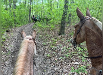 Mule, Gelding, 7 years, 16 hh, Sorrel