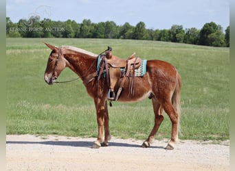 Mule, Gelding, 7 years, 16 hh, Sorrel