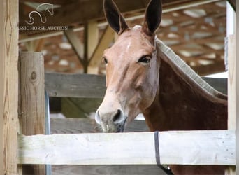 Mule, Gelding, 7 years, 16 hh, Sorrel