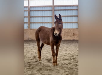 Mule, Gelding, 7 years, Chestnut