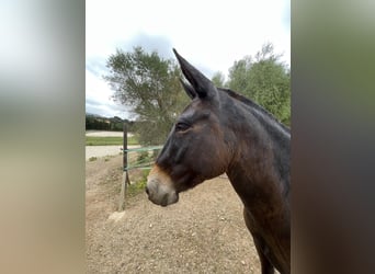 Mule, Gelding, 8 years, 14.2 hh, Bay-Dark
