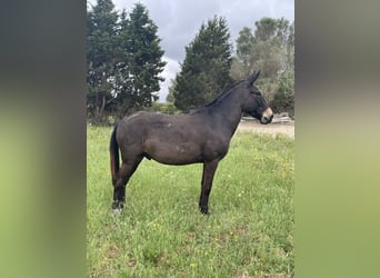 Mule, Gelding, 8 years, 14.2 hh, Bay-Dark