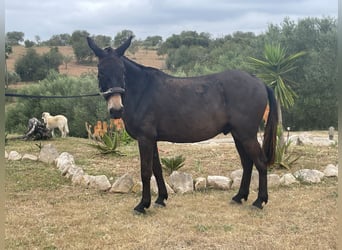 Mule, Gelding, 8 years, 14.2 hh, Bay-Dark