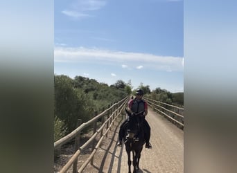 Mule, Gelding, 8 years, 14.2 hh, Bay-Dark