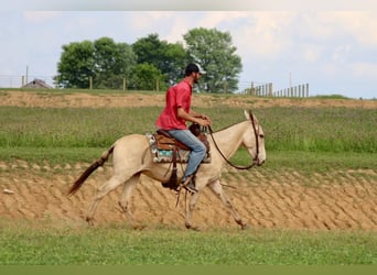 Mule, Gelding, 8 years, 14.2 hh, Champagne