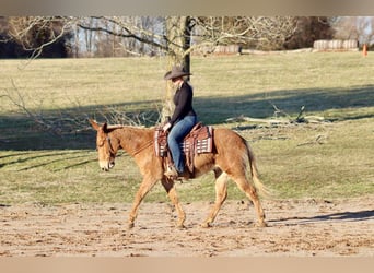 Mule, Gelding, 8 years, 14.3 hh, Palomino